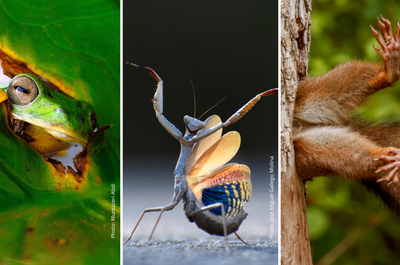 DRÔLES DE BÊTES – Un safari photo hilarant !