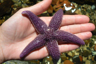 Exploramer – La mer à découvrir