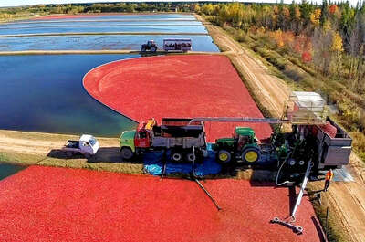Centre d&rsquo;interprétation de la canneberge – Canneberge en fête