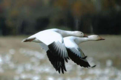 Festival de l&rsquo;Oie des Neiges