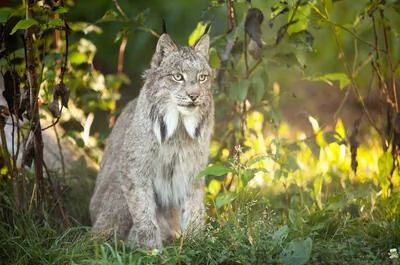 Bioparc de la Gaspésie