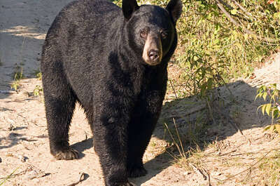 Le Domaine de l&rsquo;ours noir