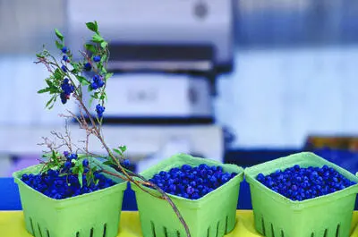 Domaine Orléans inc