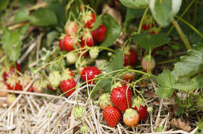 Le Terroir de Dunham