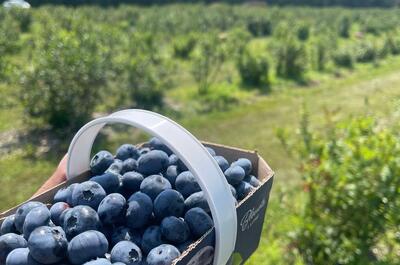 Ferme Éthier – Les fruits soleil
