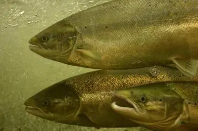 Centre d&rsquo;observation du saumon atlantique