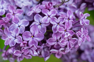 Les Jardins du Cap-à-l&rsquo;Aigle