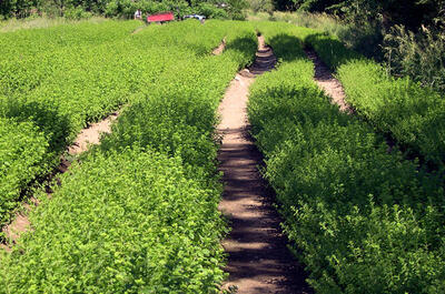 Aliksir – Distillerie et boutique d&rsquo;interprétation des huiles essentielles