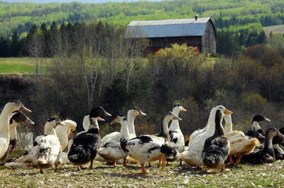 La ferme Basque de Charlevoix