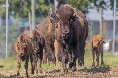 La Terre des Bisons