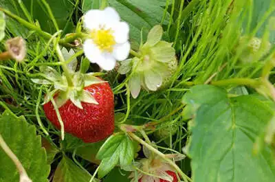Verger de la Savane / Légumes Charbonneau