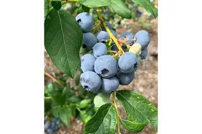 Bleuetière Rémillard & Faille