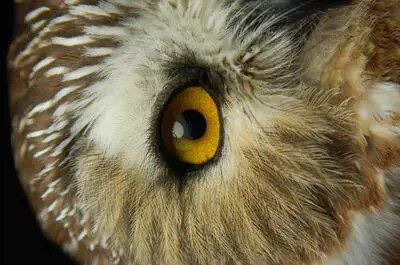 Festival des oiseaux migrateurs de la Côte-Nord