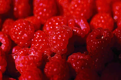 La ferme Lareault – les fruits des champs