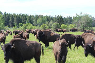 Les Bisons Chouinard