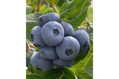 Ferme aux petits fruits