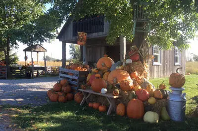 Bleuetière Ste-Marguerite