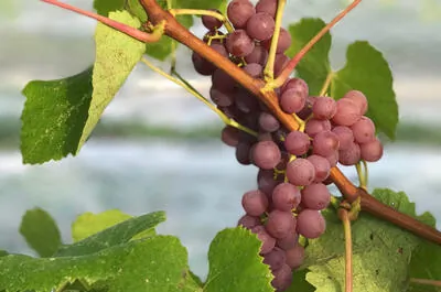 Vignoble du Vent Maudit