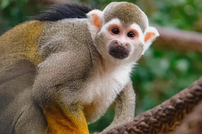 Miller Zoo
