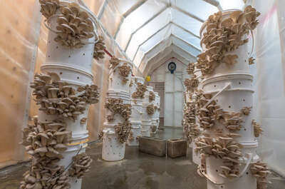 Champignons Charlevoix