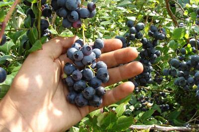 Ferme Germain Desmarais – Bleuetière et fraisière
