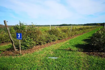 Camerise et compagnie