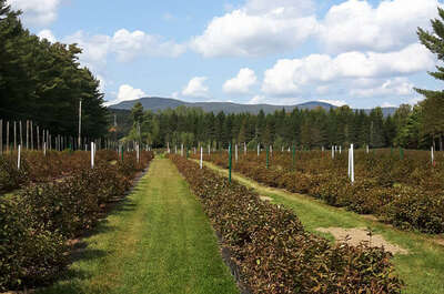 Aux Champs Mère-Terre