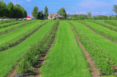 Camerises St-Philippe