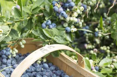 Ferme Agroforestière JV – Jules Vaillancourt