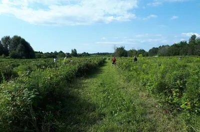 Cultures soleil rouge