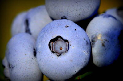 La Vallée bleue Distillerie