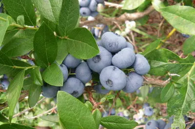 Petits fruits Vallée de soleil