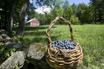 Bleuetière McKenzie