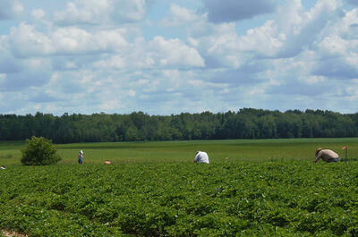 Fraisière Beaurivage
