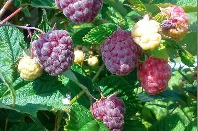 RÉSIDENCE DE TOURISME