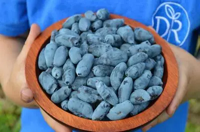 Ferme Les Délices du Rapide