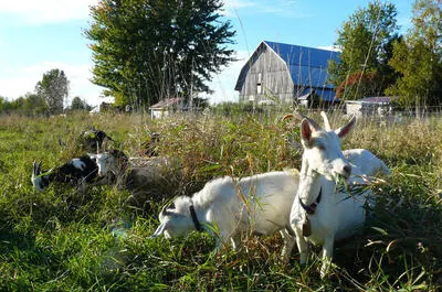 Fromagerie Cornes et Sabots