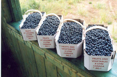 Bleuetière touristique de Dolbeau-Mistassini