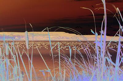 Festival des oiseaux migrateurs à l&rsquo;Étang Burbank