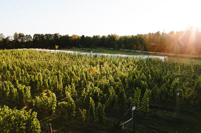 Vignoble Clos de l&rsquo;Orme Blanc