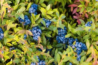 Bleuetière Au Gros Bleuet (Ferme forestière Paul Grenon et fils)