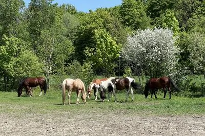 L&rsquo;Érablière du Sanglier / L&rsquo;Érablière du Domaine des Centaures / Les Épices Gourmandes