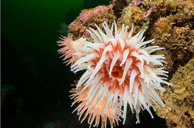 Club nautique de Percé