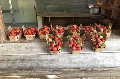 Les serres Bonin Inc.