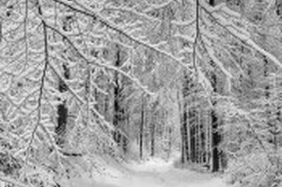 La Forestière / Randonnée pédestre