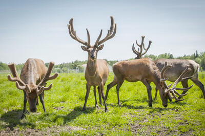 La Vallée du Wapiti