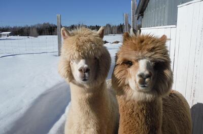 Ferme Récréative Caza et Alpagas