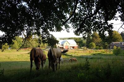 CAMPING FERME PEGASUS