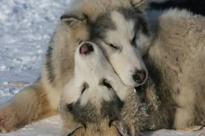 Observation de la faune