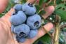 Délicieux bleuets&nbsp;&nbsp;&nbsp;&copy; Isabelle Hauver